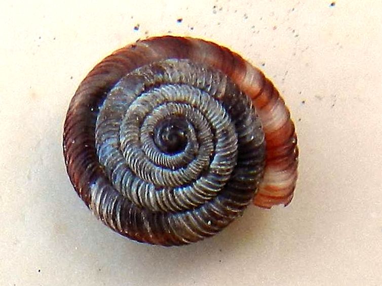 Conferma per Discus rotundatus (Muller, 1774)